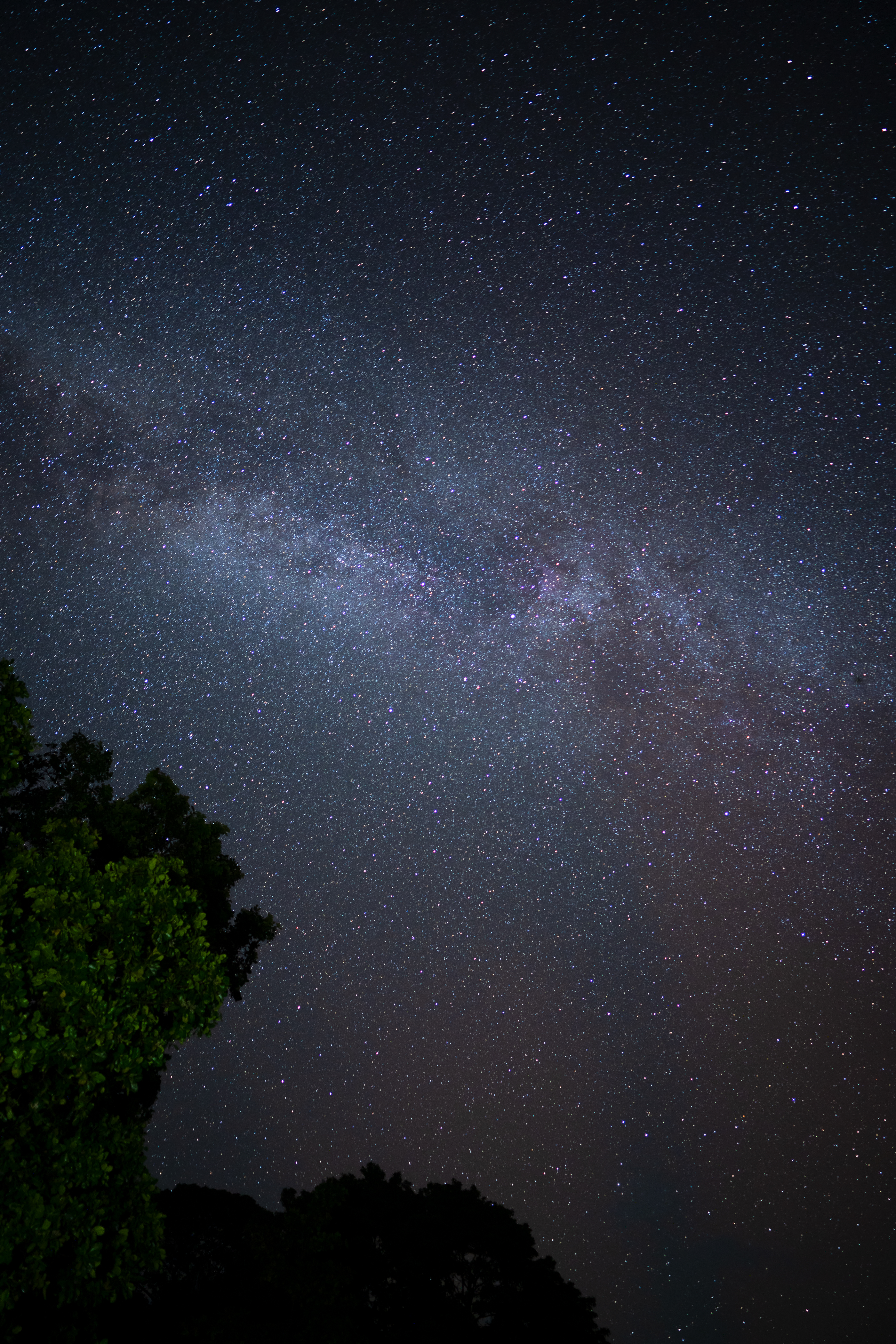 Coconut palms silhouetted against a starry Milky Way sky in the Andaman Islands.