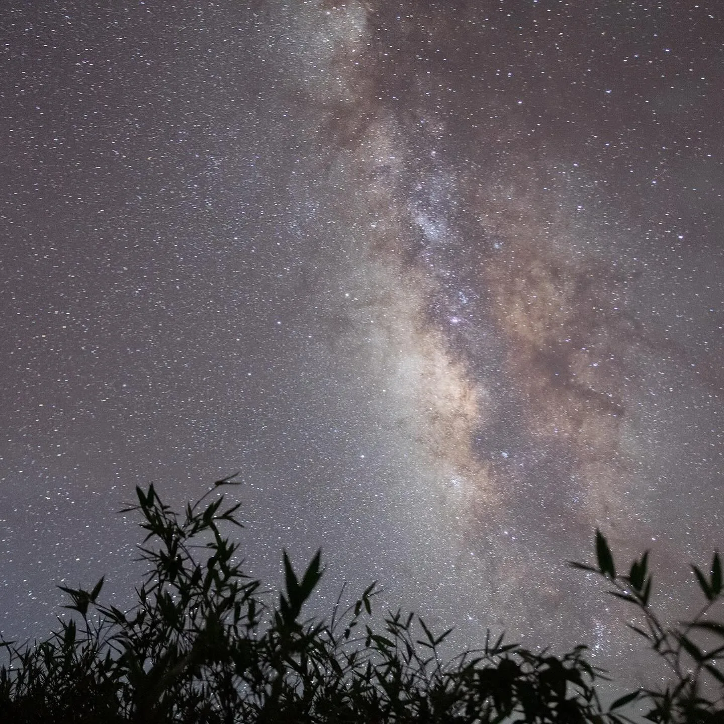 The Milky Way rising above a bamboo ridge in Dzukou Valley, Nagaland.