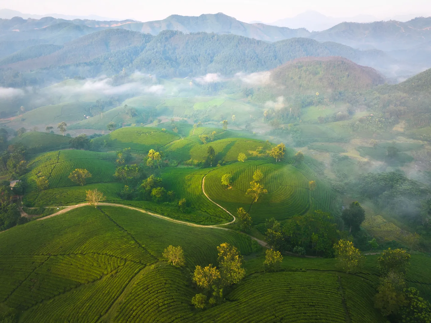An aerial view of winding paths through tea plantations at Long Coc, Vietnam.