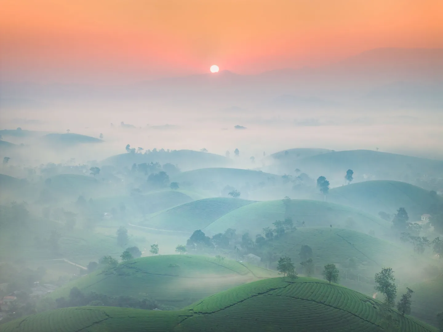 Misty tea-terraced hills at sunrise in Long Coc, Vietnam.