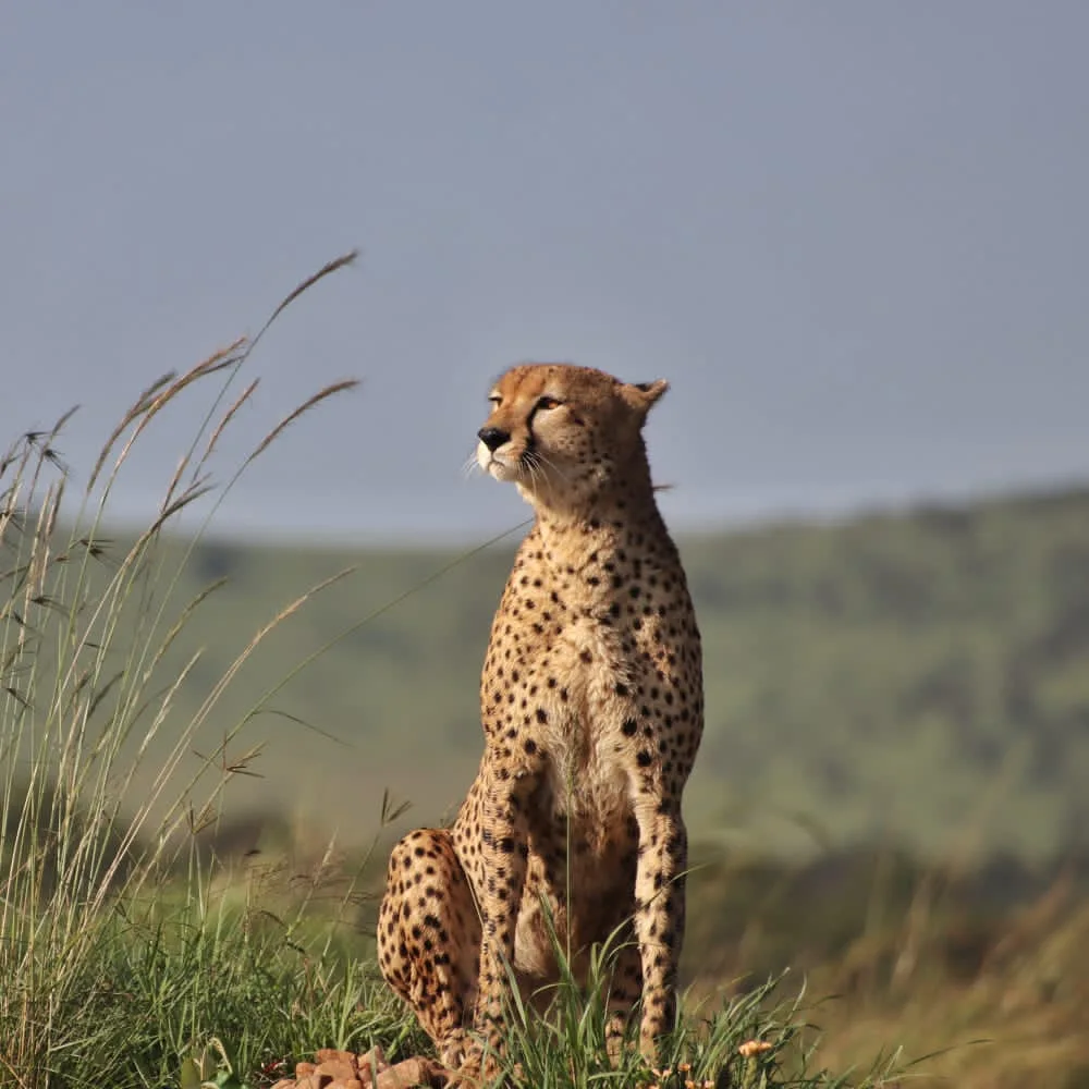 A cheetah scanning the savanna on the Masai Mara.