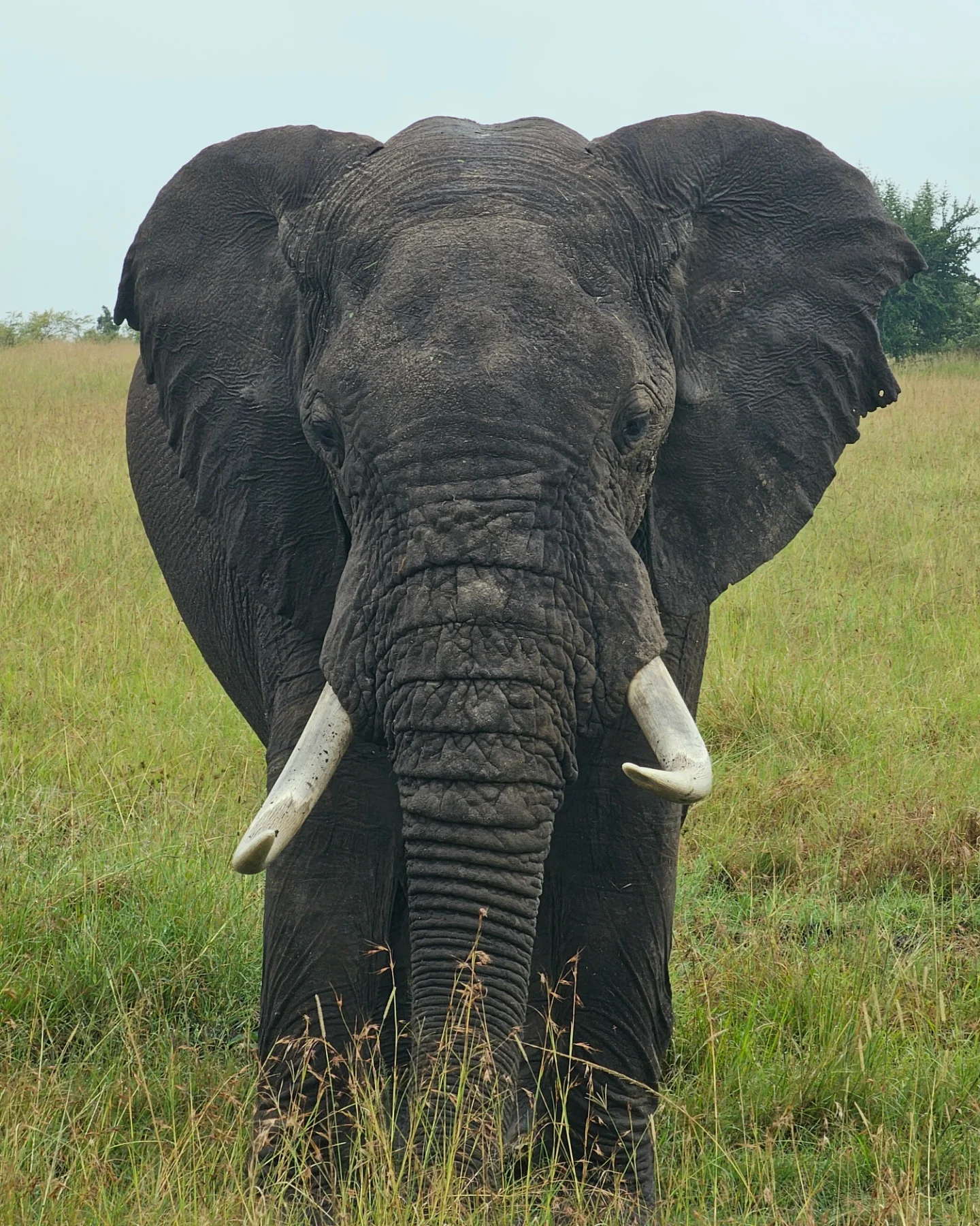 An elephant bull facing the camera on the Masai Mara.