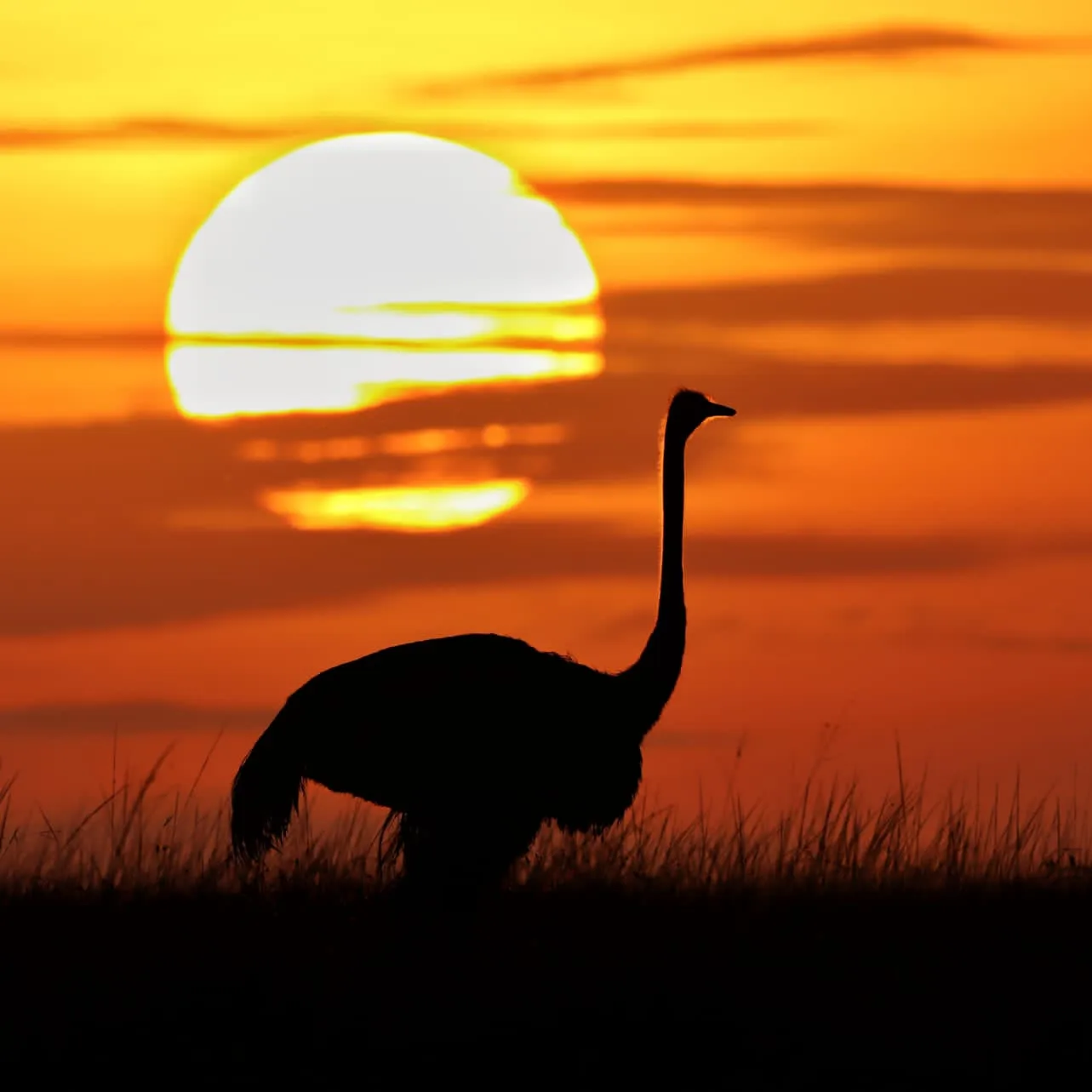 An ostrich silhouetted against a giant setting sun on the Masai Mara savanna.